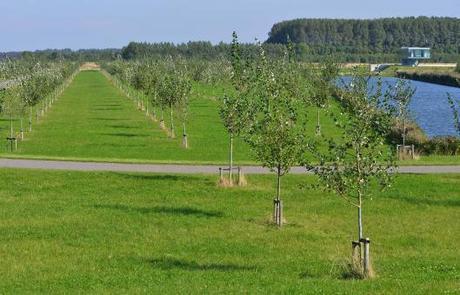Proyecto de Arquitectura Residencial que recupera un campo Deforestado reforestacion3