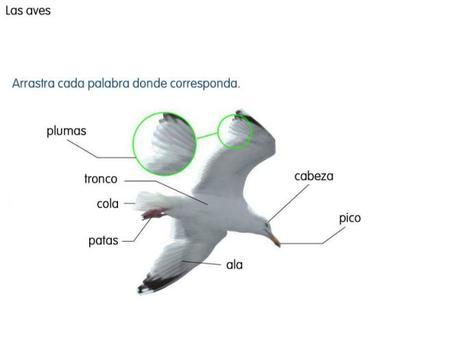 Características de las aves: 2do grado características de las aves