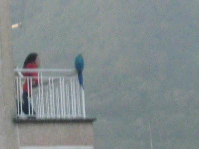 EL RECREO - LAS GUAGAMAYAS DE NUESTRA CIUDAD CARAQUEÑA