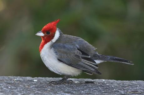 Un cardenal