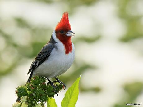 Un cardenal