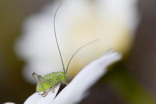 Para ampliar Leptophyes punctatissima (Bosc, 1792) hacer clic