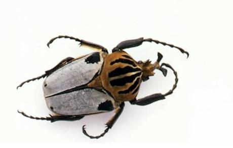 escarabajo-goliat-04
