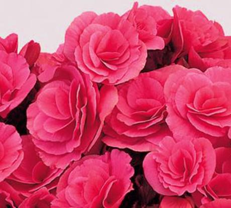 Begonia Elatior | Decoración de Interiores