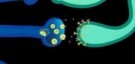 Las personas con ansiedad social tendrían mucha de serotonina y no poca, como se pensaba