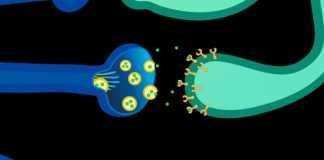 Las personas con ansiedad social tendrían mucha de serotonina y no poca, como se pensaba