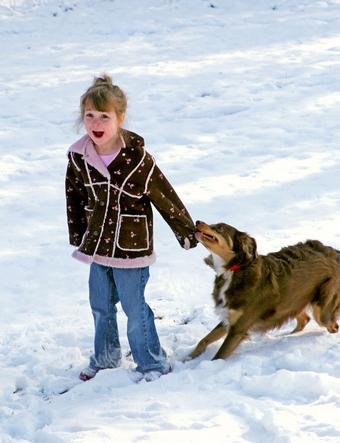 Tratarte como a un perro Tratarte como a un perro