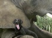 Android: Friends Furever