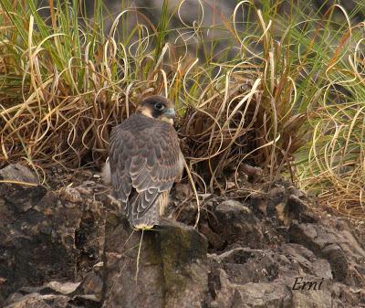 VIVO EN UN ÁTICO CON VISTAS AL MAR