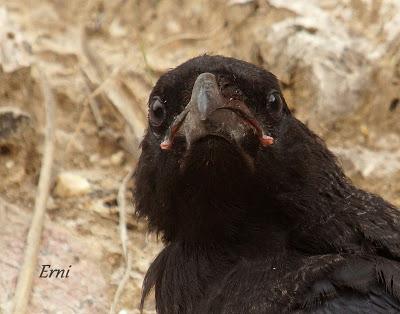 VIVO EN UN ÁTICO CON VISTAS AL MAR