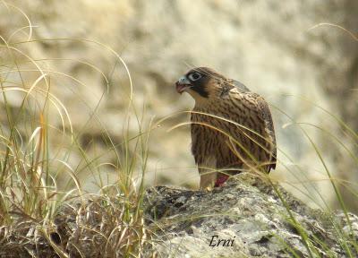 VIVO EN UN ÁTICO CON VISTAS AL MAR