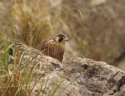 VIVO EN UN ÁTICO CON VISTAS AL MAR