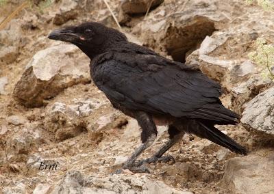 VIVO EN UN ÁTICO CON VISTAS AL MAR