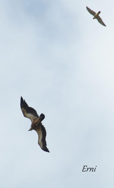 VIVO EN UN ÁTICO CON VISTAS AL MAR