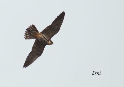 VIVO EN UN ÁTICO CON VISTAS AL MAR
