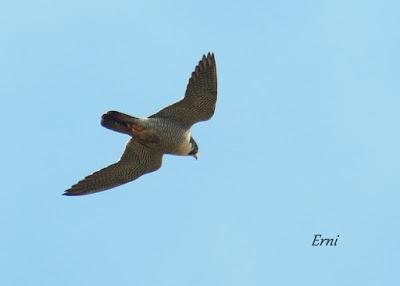 VIVO EN UN ÁTICO CON VISTAS AL MAR