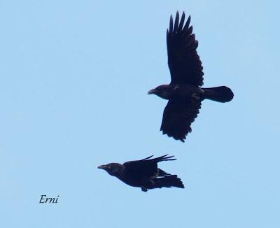 VIVO EN UN ÁTICO CON VISTAS AL MAR