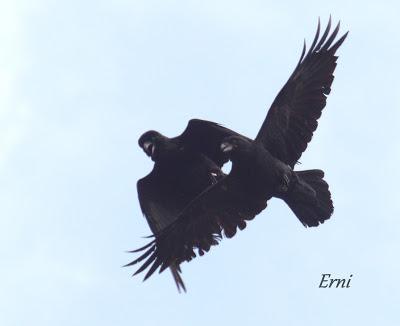 VIVO EN UN ÁTICO CON VISTAS AL MAR