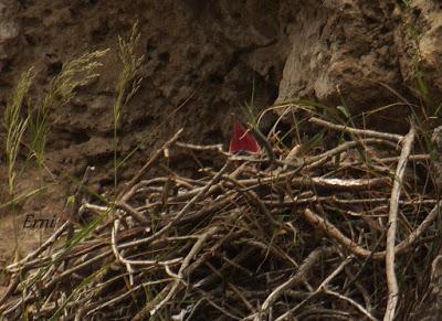 VIVO EN UN ÁTICO CON VISTAS AL MAR