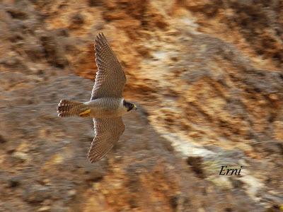 VIVO EN UN ÁTICO CON VISTAS AL MAR