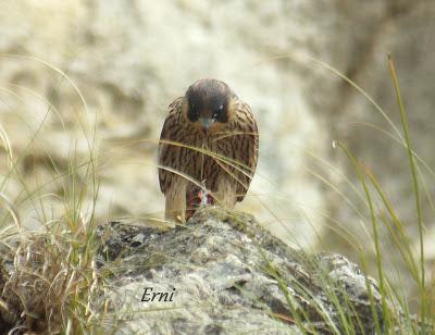 VIVO EN UN ÁTICO CON VISTAS AL MAR