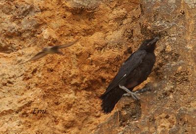 VIVO EN UN ÁTICO CON VISTAS AL MAR
