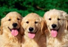 La terapia con animales podría reducir la ansiedad y soledad en los estudiantes universitarios Por qué las mentes creativas necesitan soledad