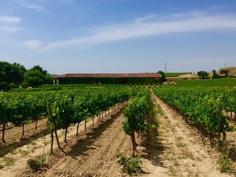 bodegas torres vinedo