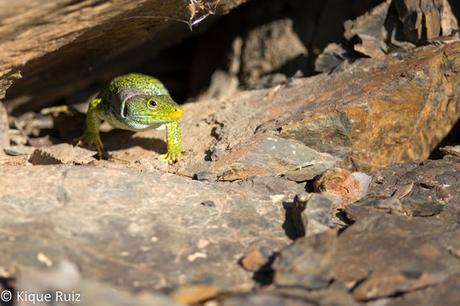 Lagarto ocelado, el gran saurio