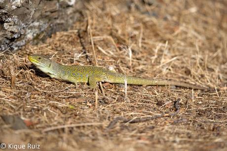 Lagarto ocelado, el gran saurio