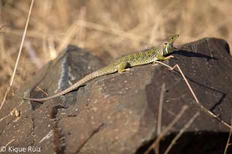 Lagarto ocelado, el gran saurio