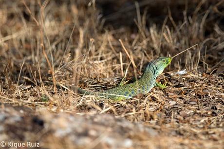 Lagarto ocelado, el gran saurio