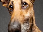 Elke Vogelsang inmortaliza perros simpáticos expresivos mundo