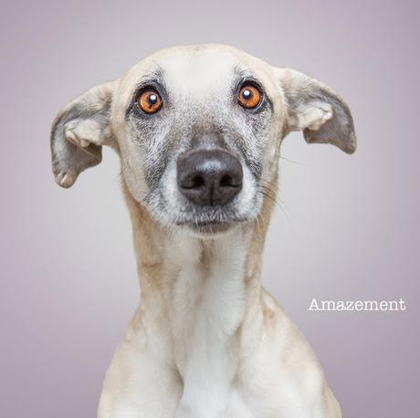 Elke Vogelsang inmortaliza a los perros más simpáticos y expresivos del mundo