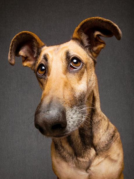 Elke Vogelsang inmortaliza a los perros más simpáticos y expresivos del mundo