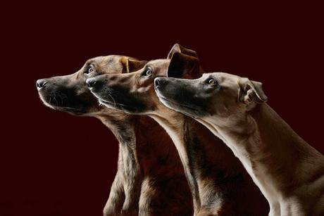 Elke Vogelsang inmortaliza a los perros más simpáticos y expresivos del mundo