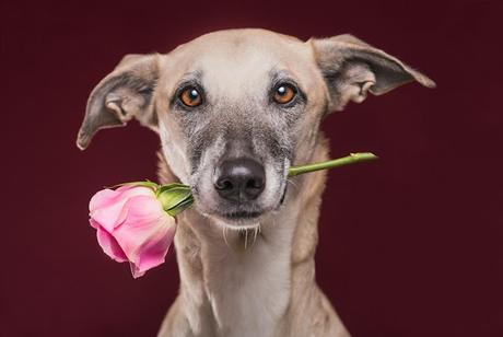 Elke Vogelsang inmortaliza a los perros más simpáticos y expresivos del mundo