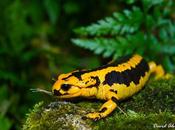 ¿Dónde meten salamandras verano?