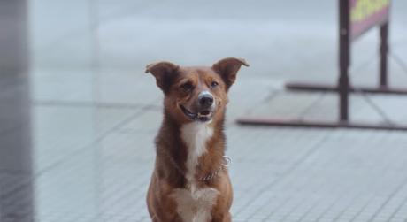 Un emotivo anuncio de donación de órganos protagonizado por un hombre y su perro