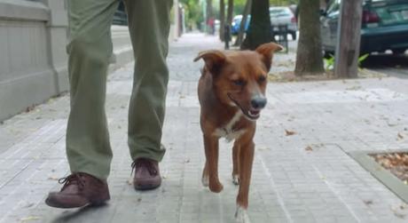 Un emotivo anuncio de donación de órganos protagonizado por un hombre y su perro