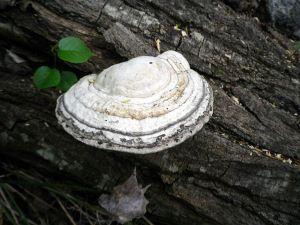 Setas secas de verano 150630 setas 2