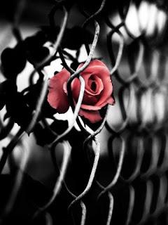 TRAS AQUELLA VERJA...