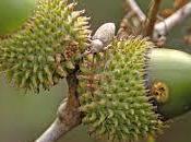 Necesitas conocer esto soñar bellota.