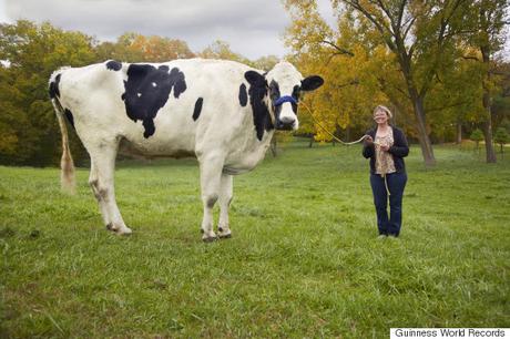 blosom tallest cow