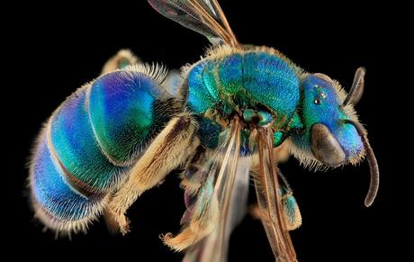 Abejas naciendo (timelapse vía NatGeo)
