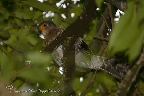 Halcón montés chico (Barred Forest-Falcon) Micrastur ruficollis