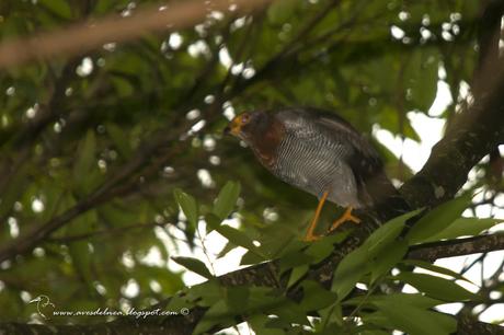 Halcón montés chico (Barred Forest-Falcon) Micrastur ruficollis