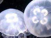 Remedios caseros para picaduras medusas: aloe vera