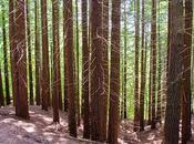 bosque secuoyas Monte Cabezón