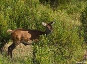 liderazgo hembras viejas aumenta supervivencia grupo